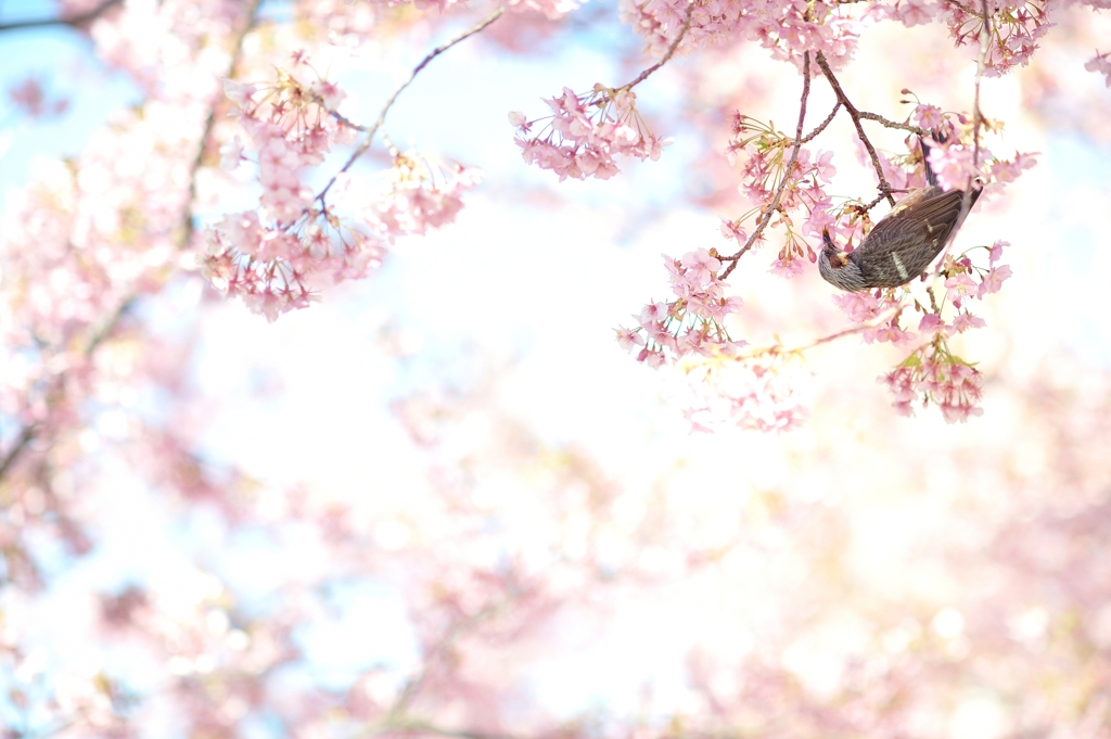 swinging