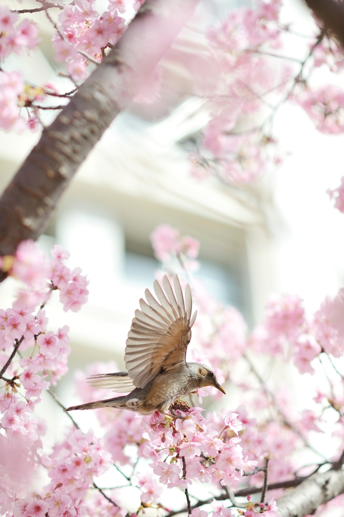 spring for tokyoites 2020