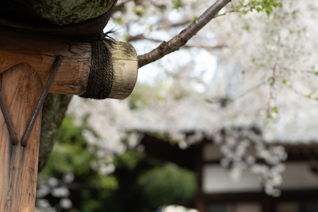 spring for tokyoites 2025