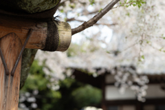 spring for tokyoites 2025