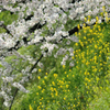 spring for tokyoites