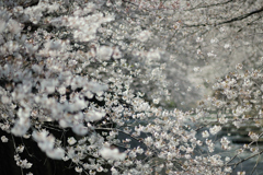 spring for tokyoites