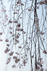 spring for tokyoites 2026