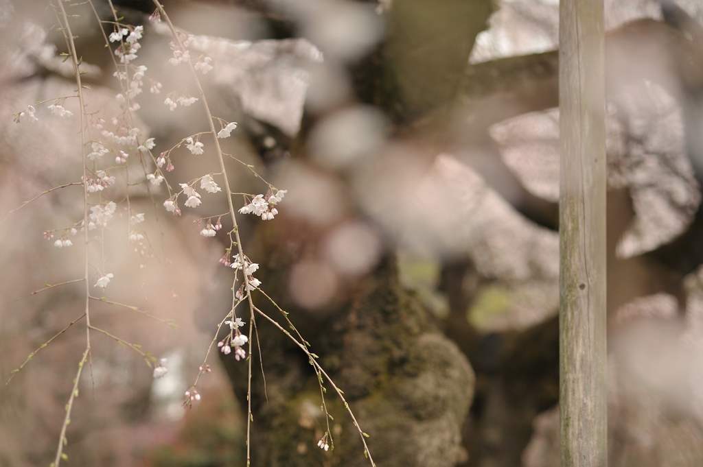spring for tokyoites 2022