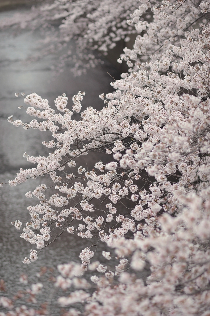 spring for tokyoites 2022