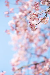 spring for tokyoites 2026