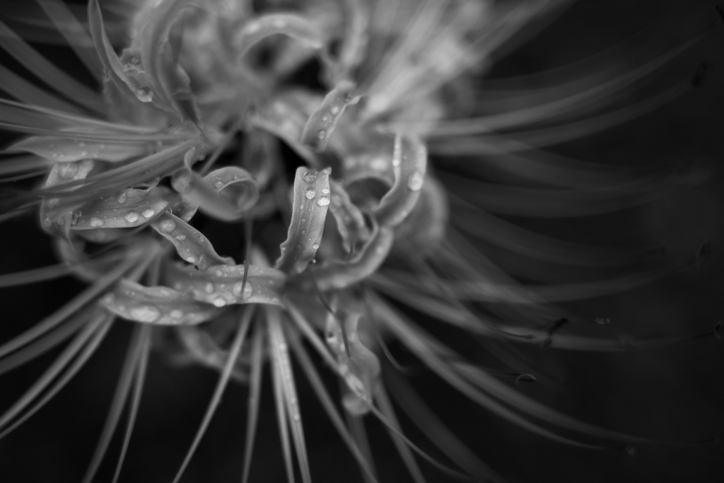 line and drops