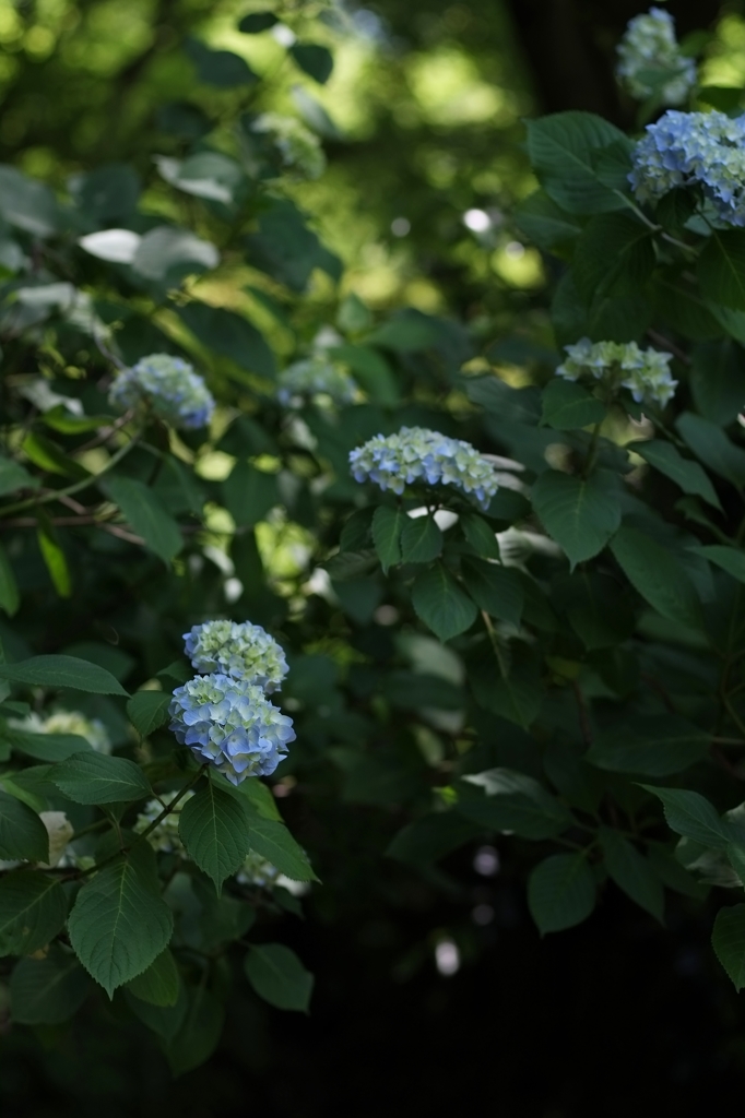 明月院の紫陽花
