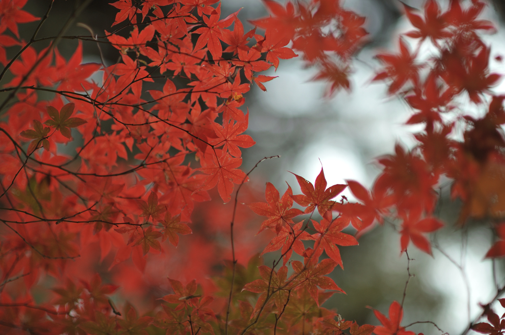 autumn for tokyoites 2021