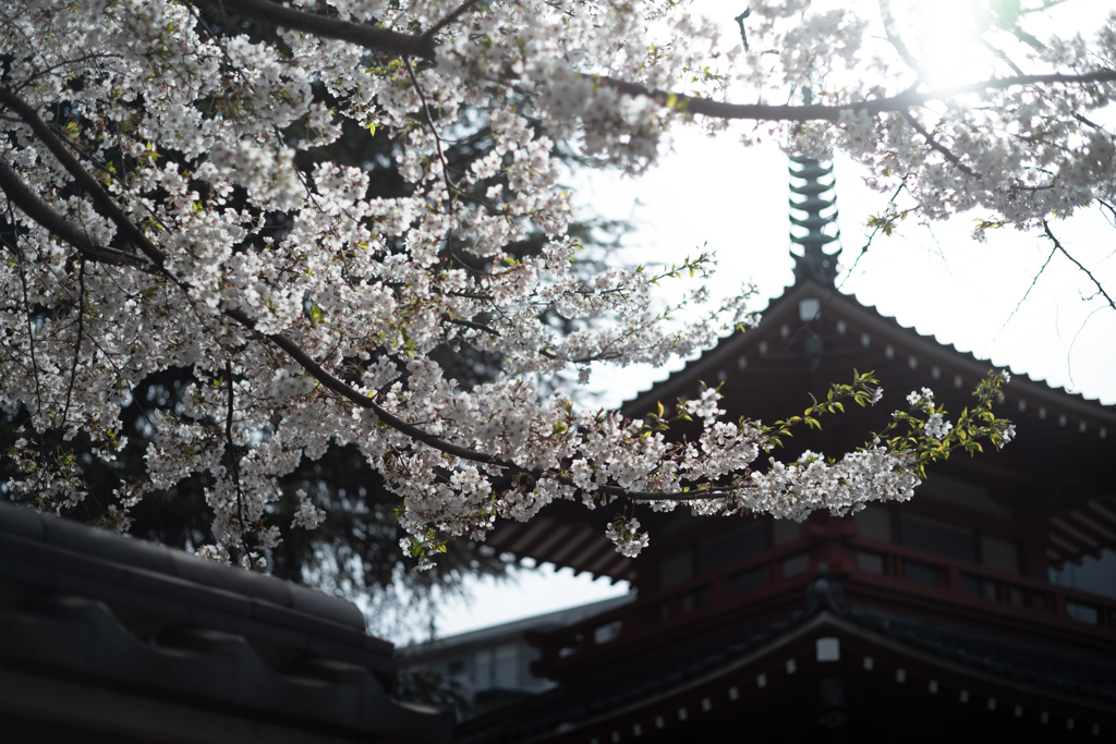 spring for tokyoites 2025