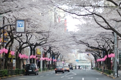 中野通り桜満開