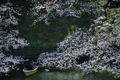 spring for tokyoites 2018