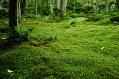 苔の楽園