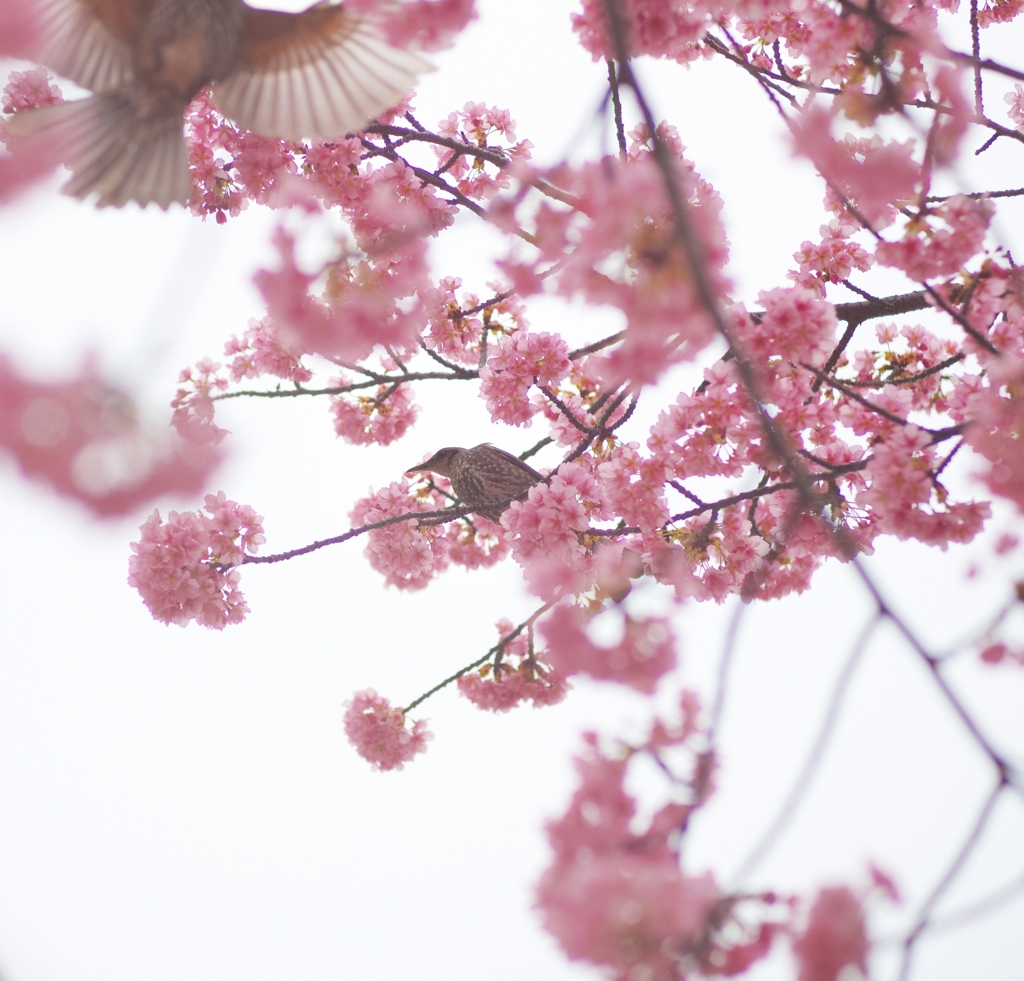 spring for tokyoites 2024