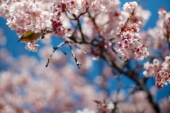 spring for tokyoites 2025