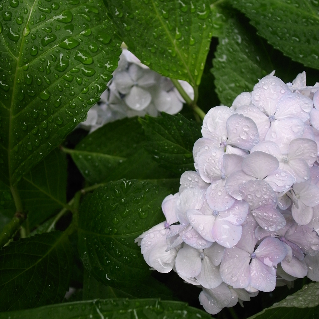 雨の華