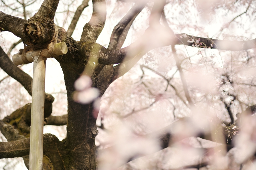 spring for tokyoites 2022