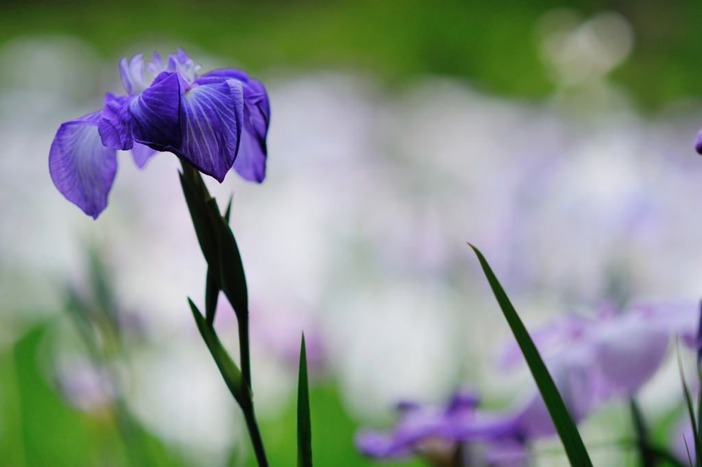 小石川の花菖蒲