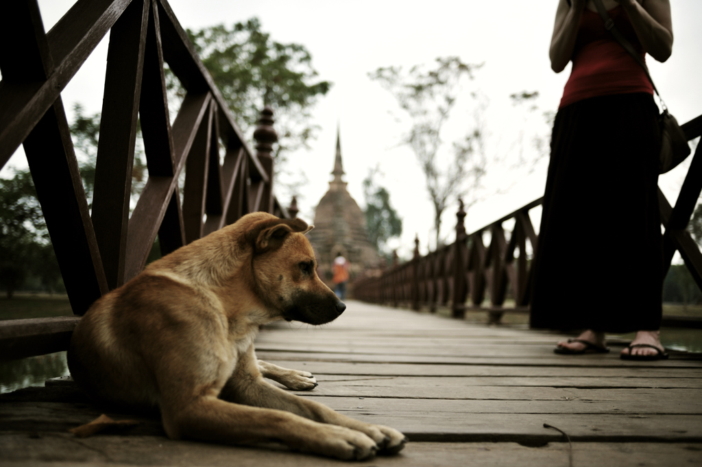 Thai Dog