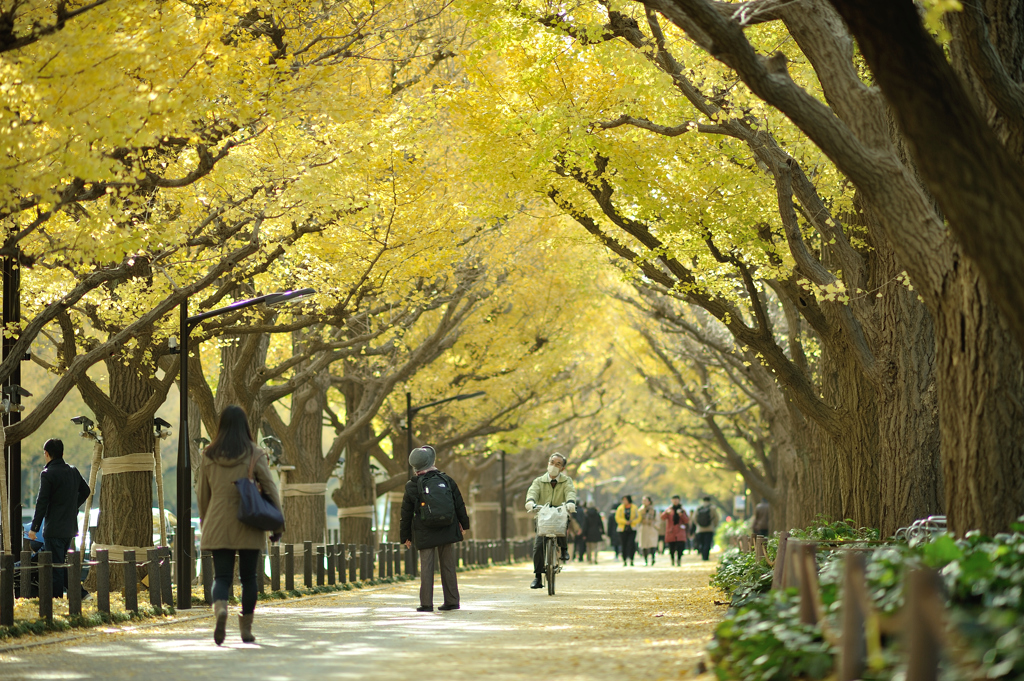 autumn for tokyoites 2017