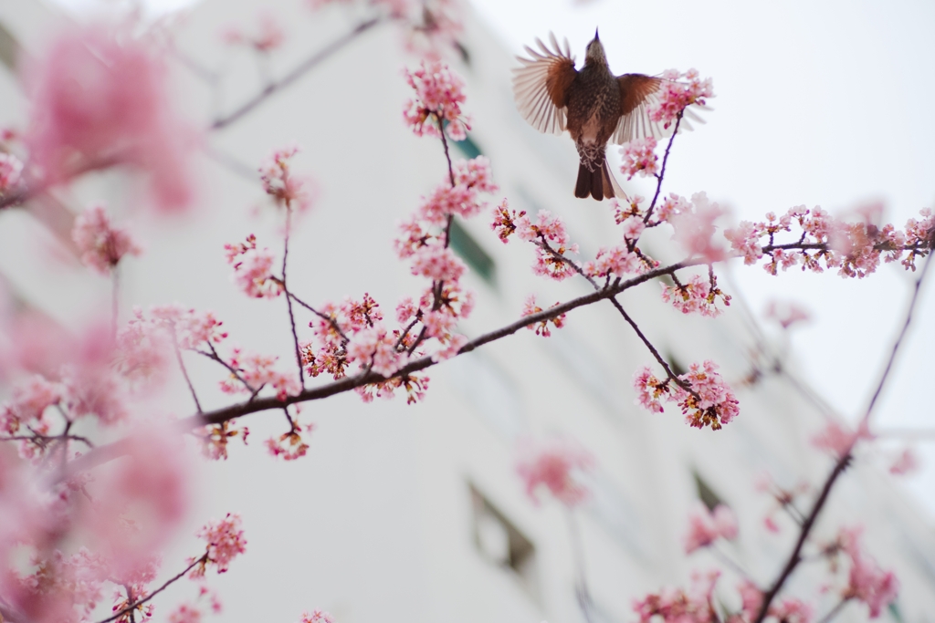 spring for tokyoites 2024
