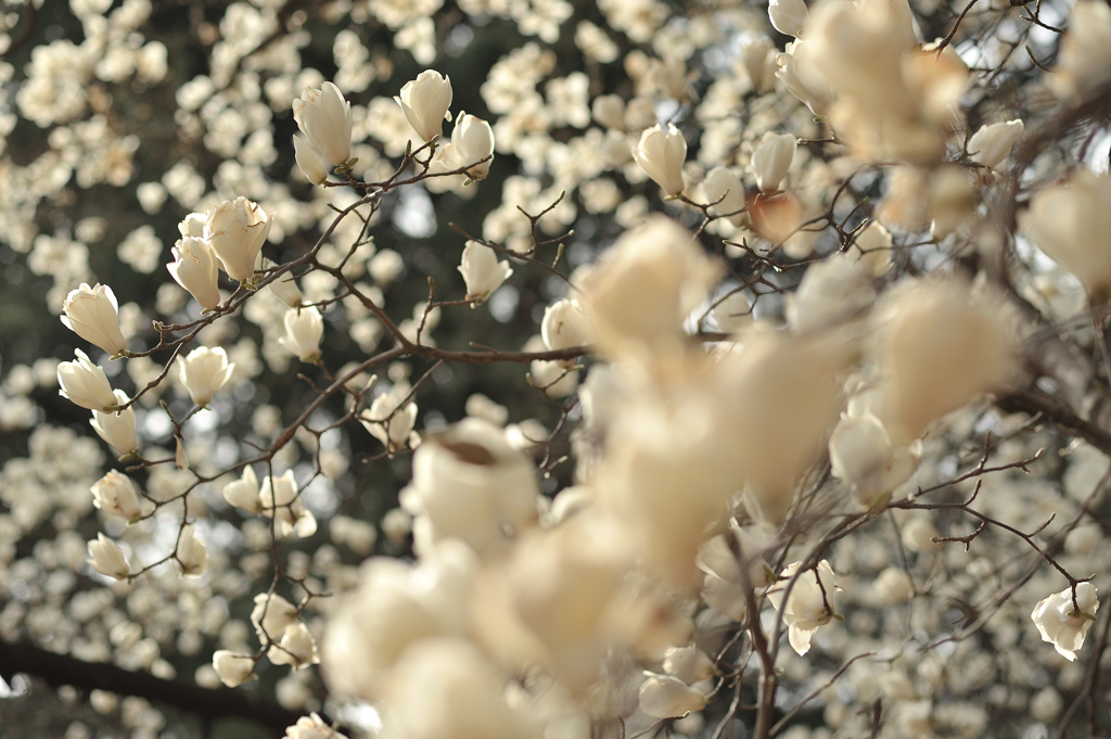 spring for tokyoites 2022