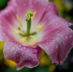 春の雨