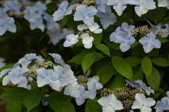 早紫陽花