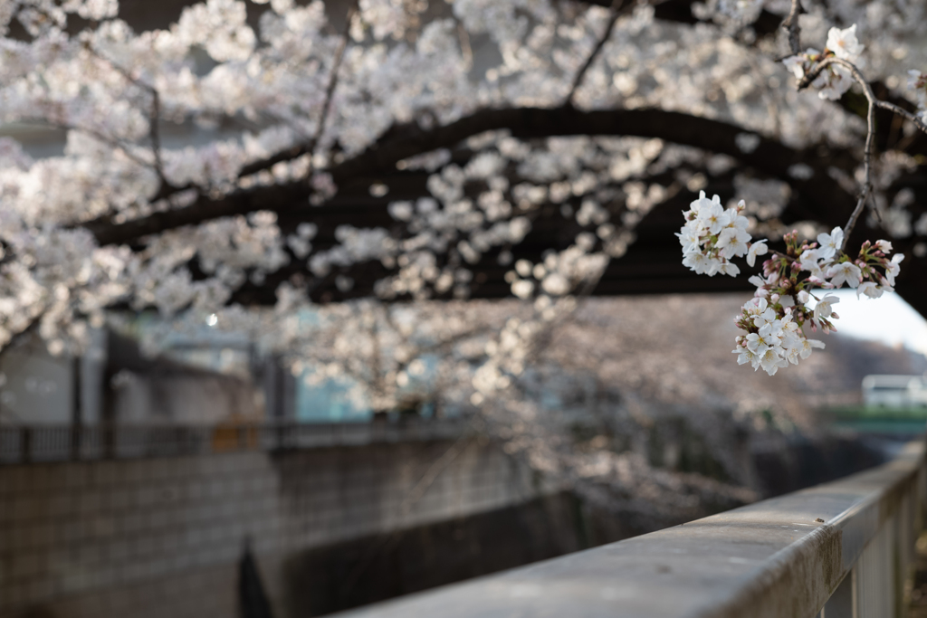 spring for tokyoites 2023