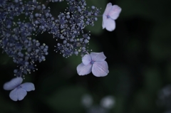 hydrangea