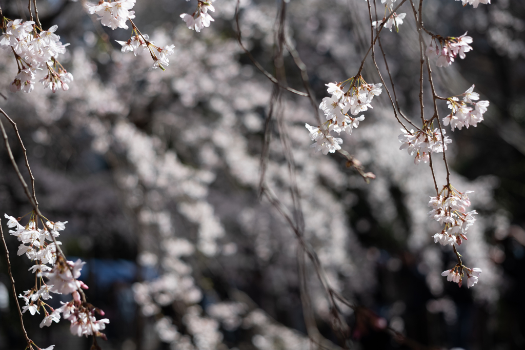 spring for tokyoites 2023