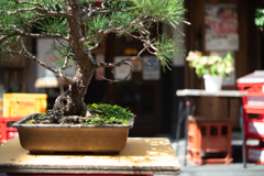 bonsai