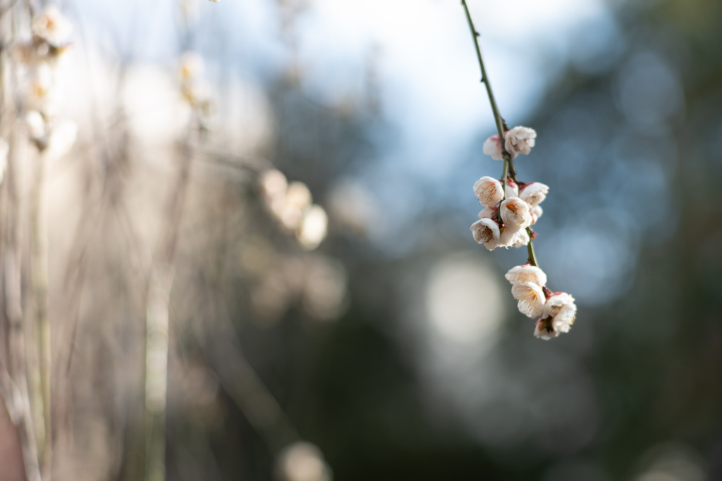 spring for tokyoites 2024