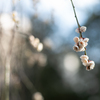 spring for tokyoites 2024