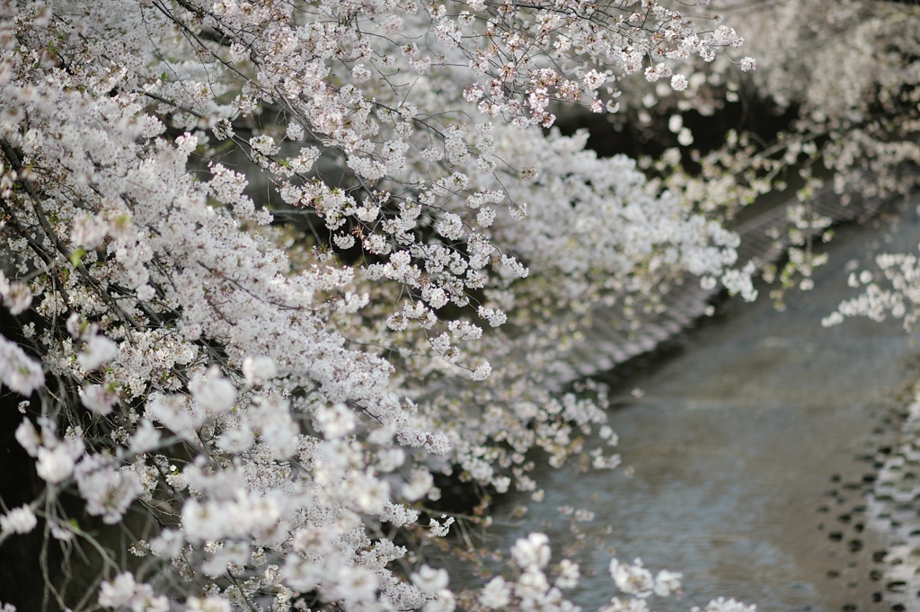 spring for tokyoites 2019