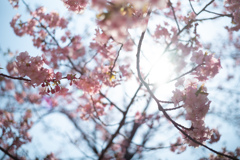 spring for tokyoites 2026