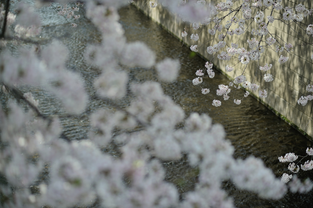 spring for tokyoites 2018