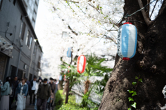 spring for tokyoites 2025