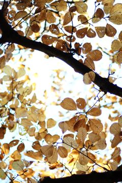autumn colors
