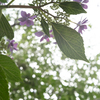 紫陽花の季節