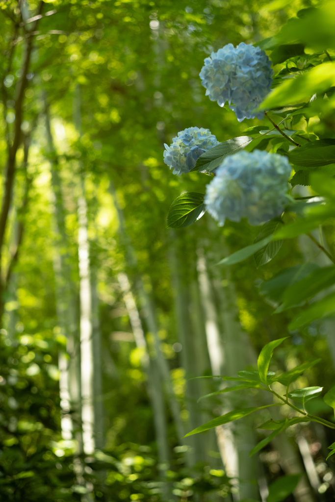 紫陽花の季節
