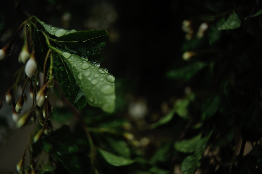 春の雨