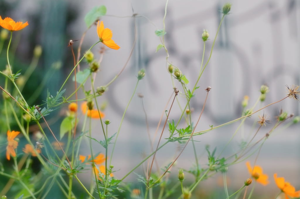tokyo-flowers