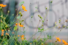 tokyo-flowers