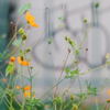 tokyo-flowers