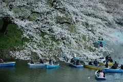 spring for tokyoites 2019