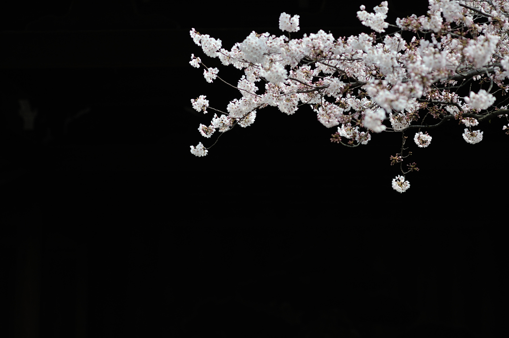 spring for tokyoites