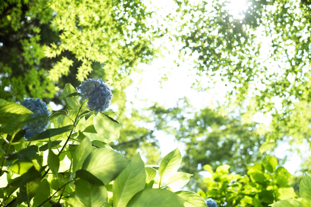 紫陽花の季節