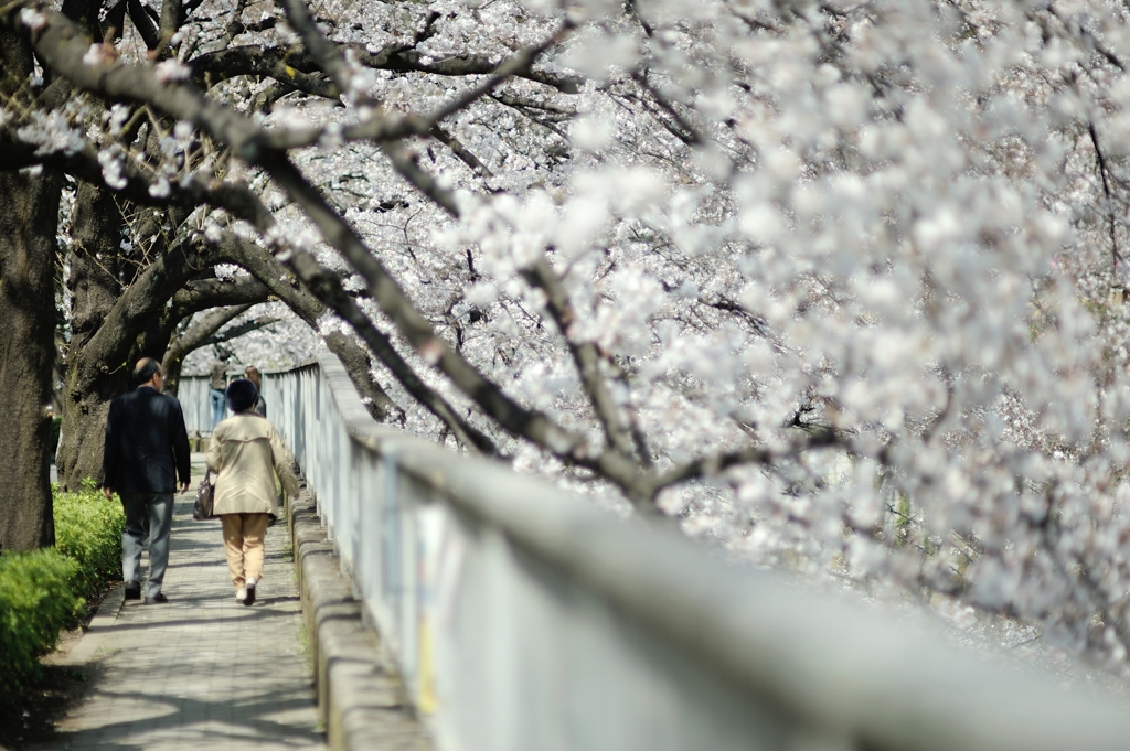 spring for tokyoites 2019