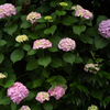 紫陽花の季節